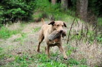 Picture of Chesapeake Bay Retriever retrieving