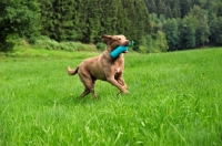 Picture of Chesapeake Bay Retriever retrieving dummy