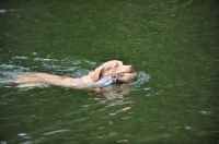 Picture of Chesapeake Bay Retriever retrieving in river