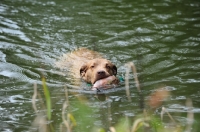 Picture of Chesapeake Bay Retriever retrieving with toy