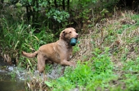 Picture of Chesapeake Bay Retriever retrieving dummy from water