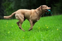 Picture of Chesapeake Bay Retriever running