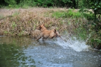 Picture of Chesapeake Bay Retriever running in water