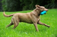 Picture of Chesapeake Bay Retriever running with dummy