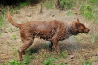 Picture of Chesapeake Bay Retriever shaking of water