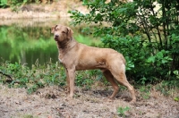 Picture of Chesapeake Bay Retriever side view