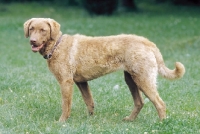 Picture of chesapeake bay retriever, side view