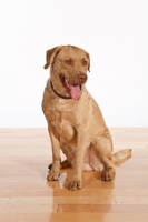 Picture of Chesapeake Bay Retriever sitting on wooden floor