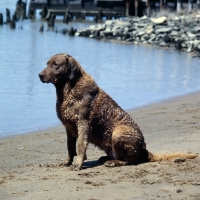 Picture of chesapeake bay retriever sitting on the shores of the chesapeake bay