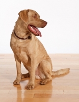 Picture of Chesapeake Bay Retriever sitting on wooden floor