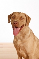 Picture of Chesapeake Bay Retriever smiling