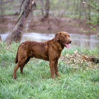 Picture of chesapeake bay retriever standing by a river bank