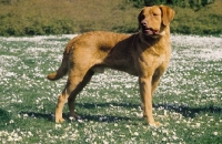Picture of Chesapeake Bay Retriever standing in field