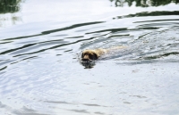 Picture of chesapeake bay retriever swimming in river