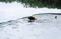 Picture of chesapeake bay retriever swimming