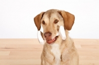 Picture of Chesapeake Bay Retriever with toy