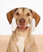 Picture of Chesapeake Bay Retriever with dummy toy