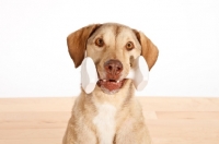 Picture of Chesapeake Bay Retriever with dummy toy