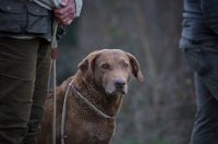 Picture of Chesapeake Bay Retriever with leash on sitting near owner