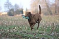 Picture of Chesapeake Bay Retriever with dummy in his mouth