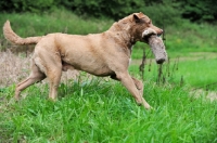 Picture of Chesapeake Bay Retriever with dummy