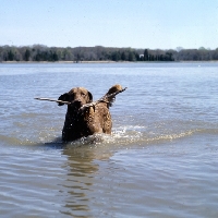 Picture of chesapeake bay retriever with stick on chesapeake bay usa