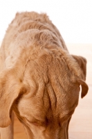 Picture of Chesapeake Bay Retriever, wrinkles, close up