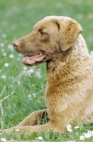 Picture of chesapeake bay retriever