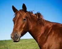 Picture of chestnut canadian sport horse filly