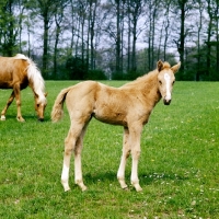 Picture of chestnut foal with palomino mare behind
