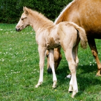 Picture of chestnut foal with palomino mare