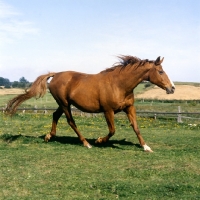 Picture of chestnut horse trotting out in field