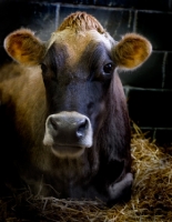 Picture of chestnut Jersey cow in barn