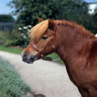 Picture of chestnut shetland pony