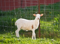 Picture of Cheviot cross bred sheep