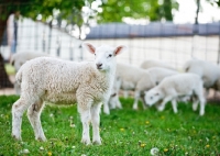 Picture of Cheviot lamb