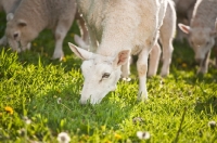 Picture of Cheviot sheep grazing