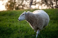 Picture of Cheviot sheep in sunlit meadow.