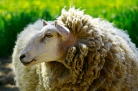 Picture of Cheviot sheep in the USA