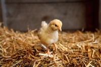 Picture of chick on straw
