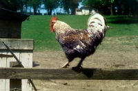 Picture of chicken, cockerel on fence