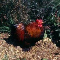 Picture of chicken, cockerel on heap