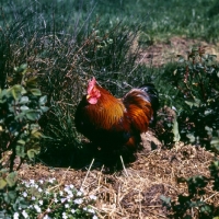 Picture of chicken, cockerel on heap