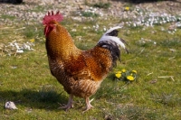Picture of chicken, cockerel 