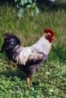 Picture of chicken cockerel