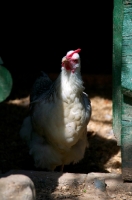 Picture of Chicken in chicken coop