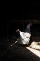 Picture of chicken in coop