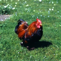 Picture of chicken in field