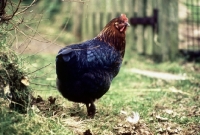 Picture of chicken looking back