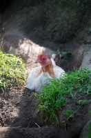 Picture of Chicken lying down